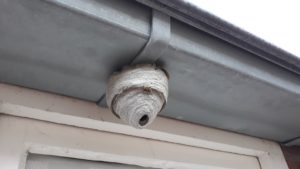 Wasp nest attached to side of house in Deer Park, Illinois