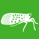 White vector graphic of a spotted lanternfly on a green background. 